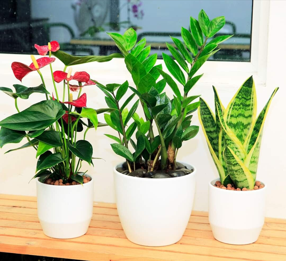 Indoor plants table deals top