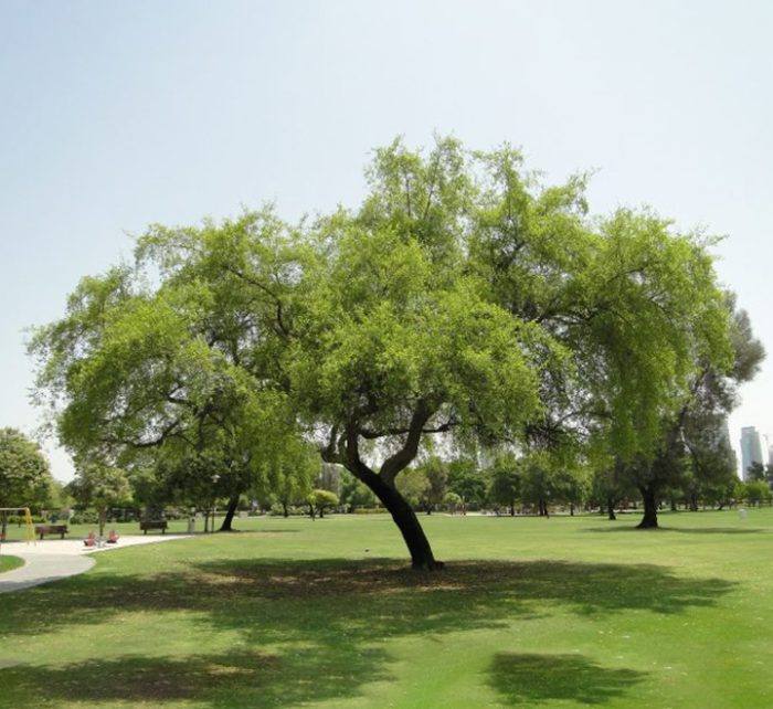Ziziphus Spina Christi or Sidr Tree