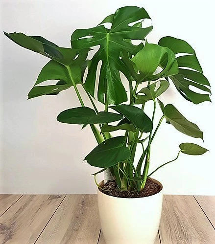 Swiss Cheese Plants/ Monstera