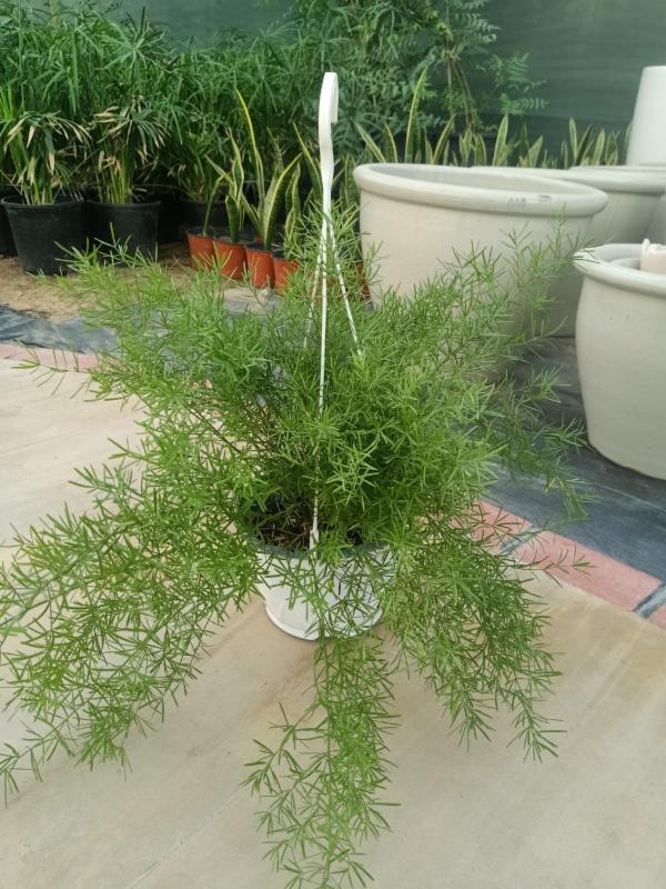ASPARAGUS HANGING