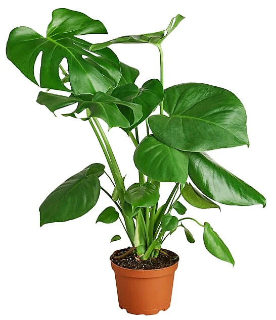 Swiss Cheese Plants/ Monstera
