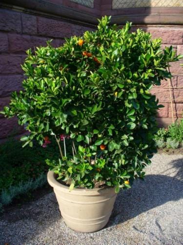 CITRUS MITIS OR CHINESE ORANGES البرتقال الصيني