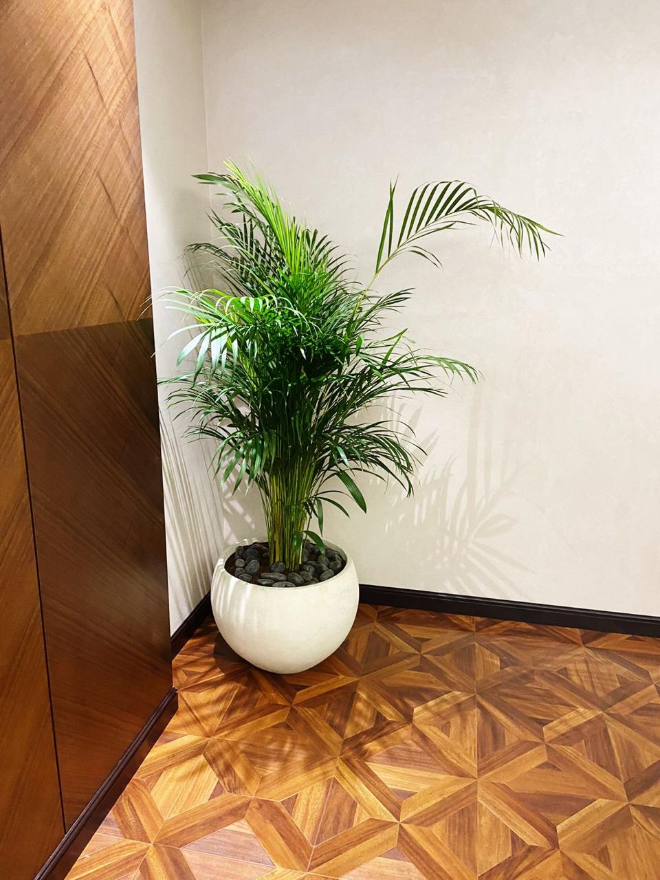 Well Potted Areca Palm | Best Indoor Plants |Ceramic Plants| Office Plants | Home Plants