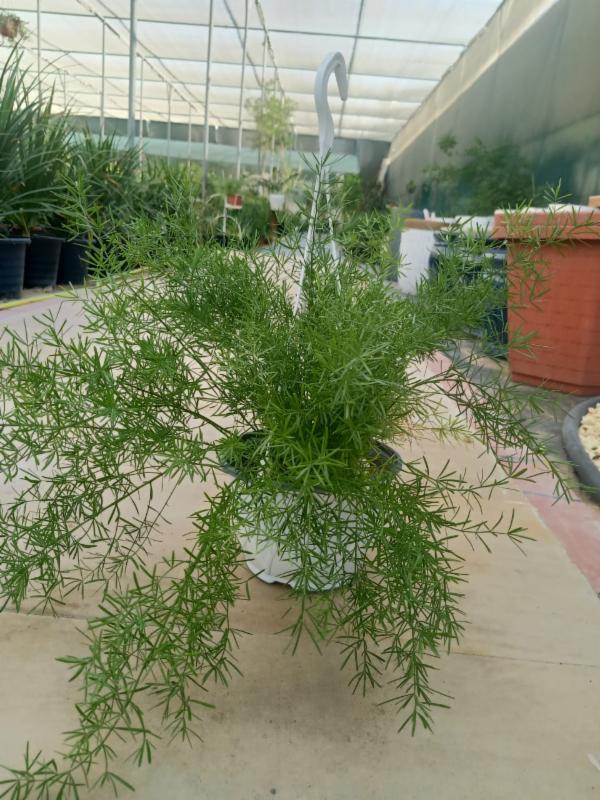 ASPARAGUS HANGING