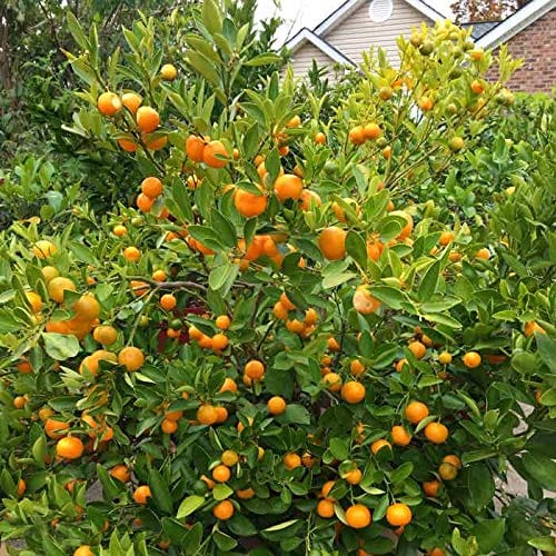 CITRUS MITIS OR CHINESE ORANGES البرتقال الصيني