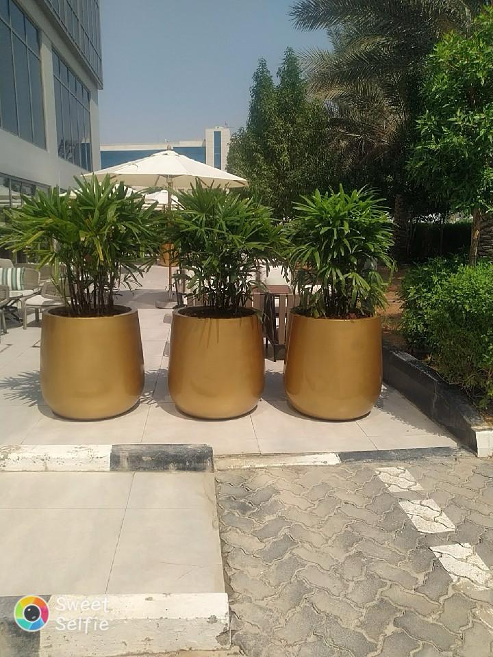Combo Plants Bundle of 3 Pieces | Indoor Plants |Golden Fibre Glass Pot Plants| Office Plants | Home Plants