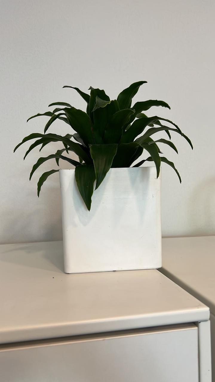 Dracaena compacta