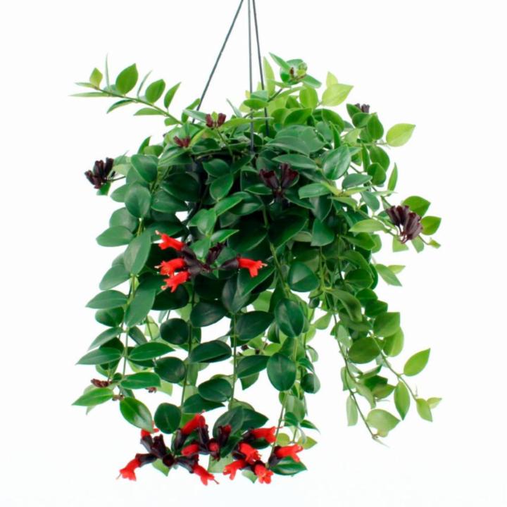 AESCHYNANTHUS OR MONA LISA