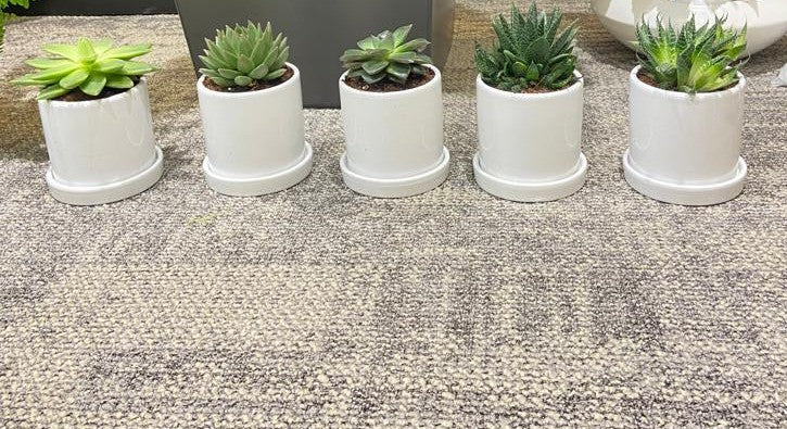 Combo Plants Bundle of 5 Pieces | Indoor Plants |Ceramic Plants| Office Plants | Home Plants