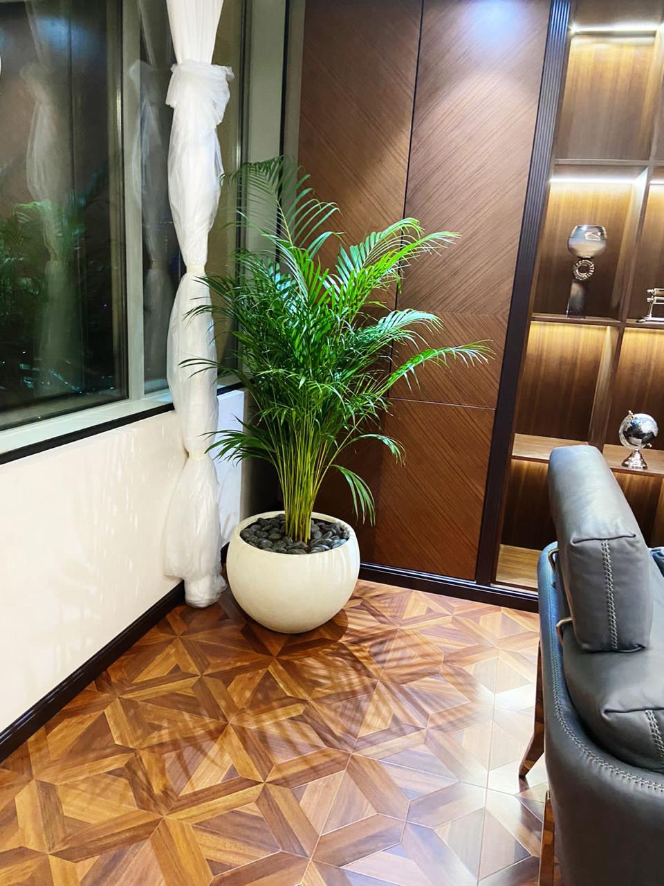 Well Potted Areca Palm | Best Indoor Plants |Ceramic Plants| Office Plants | Home Plants