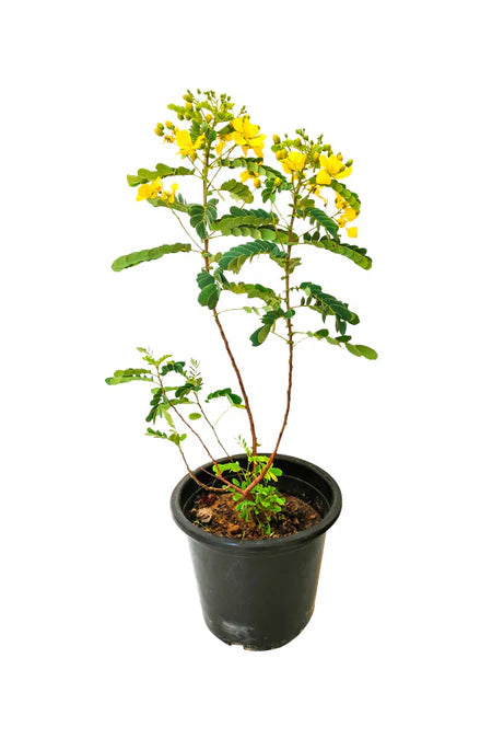 Alexandrian Senna