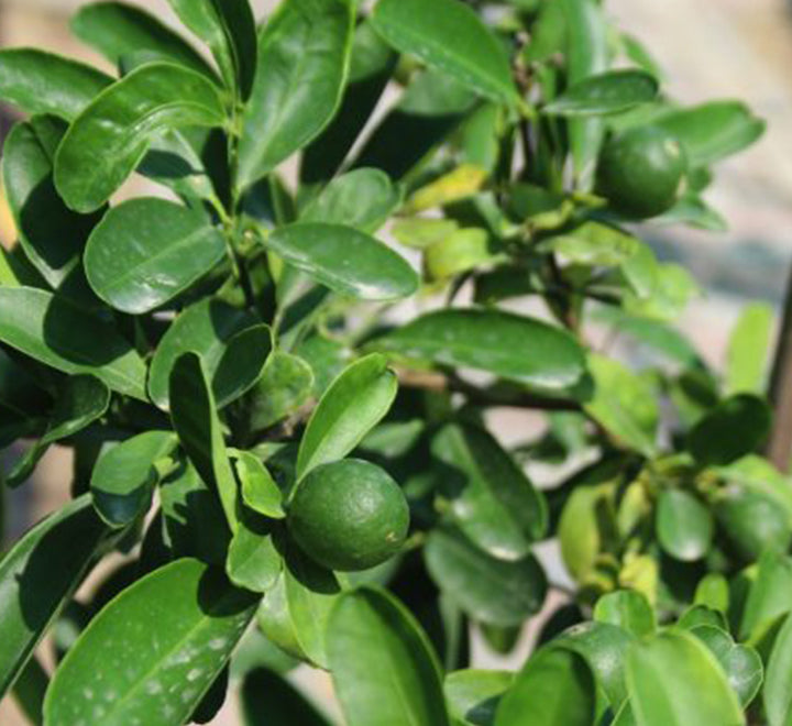 Lime Tree ‘Binzaheer’