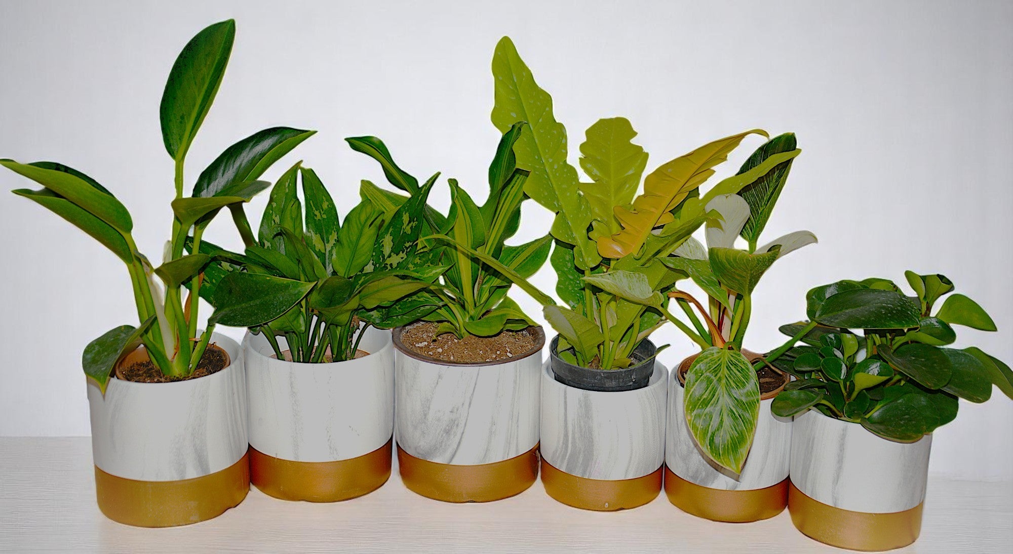 Combo Plants Bundle of 6 Pieces | Indoor Plants |Ceramic Plants| Office Plants | Home Plants