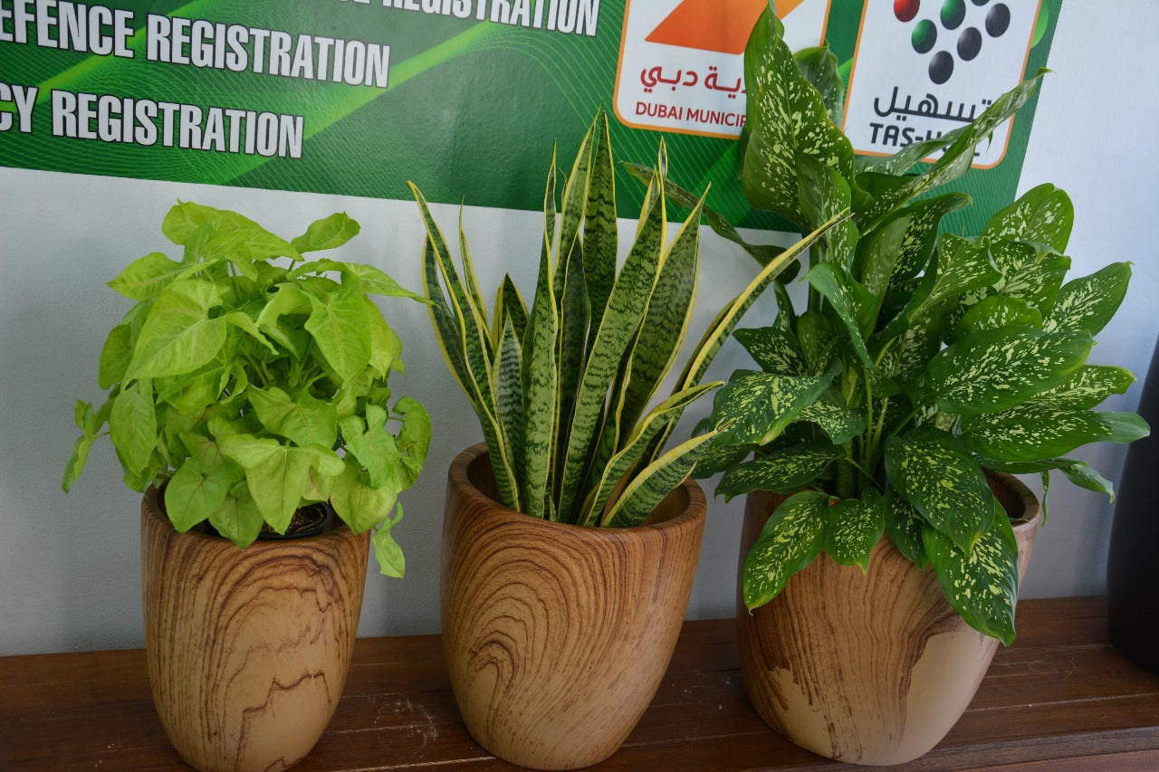 Air Purifying Combo Plants - Set of 3 Indoor Plants with Pots (Perfect for Clean Air & Home Decor)