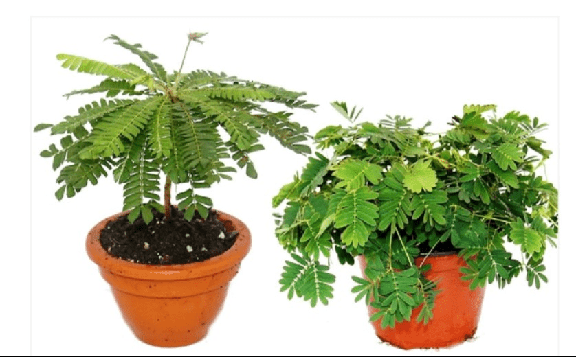 Touch me not, Mimosa Pudica Royal plantscape