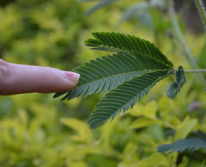 Touch me not, Mimosa Pudica Royal plantscape