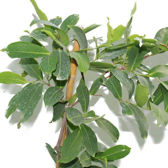 Java Apple