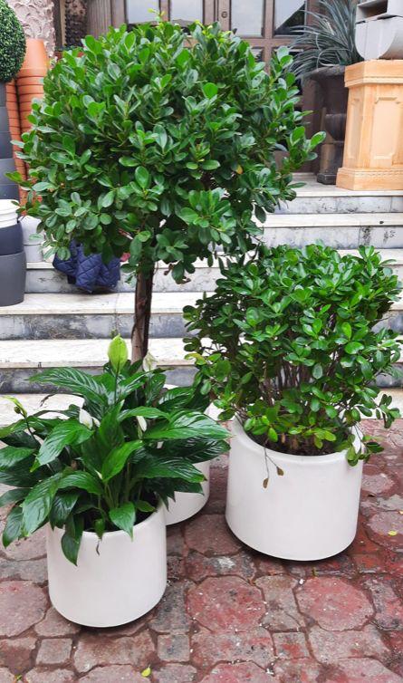 Ficus Panda (2 Pcs) with Single Head – Outdoor & Peace Lily – Indoor/Home combo plants/Balcony combo plants
