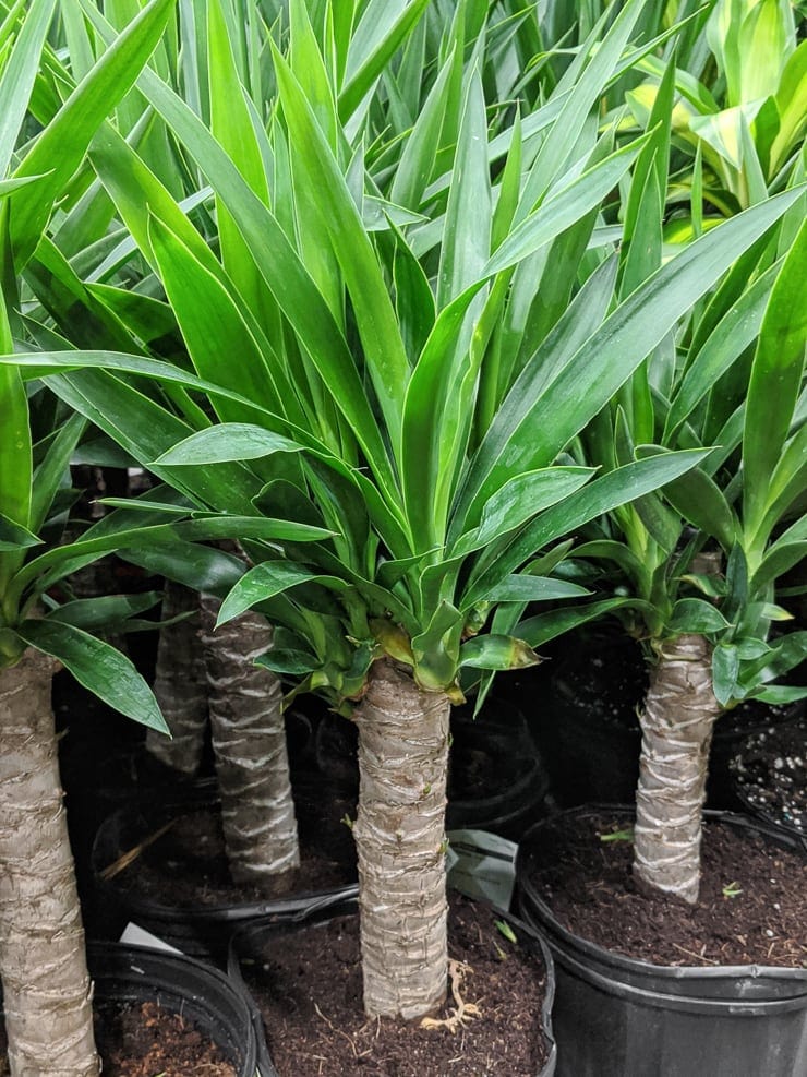 Yucca Tree