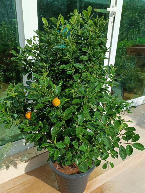 MANDARIN ORANGE FRUITS TREE