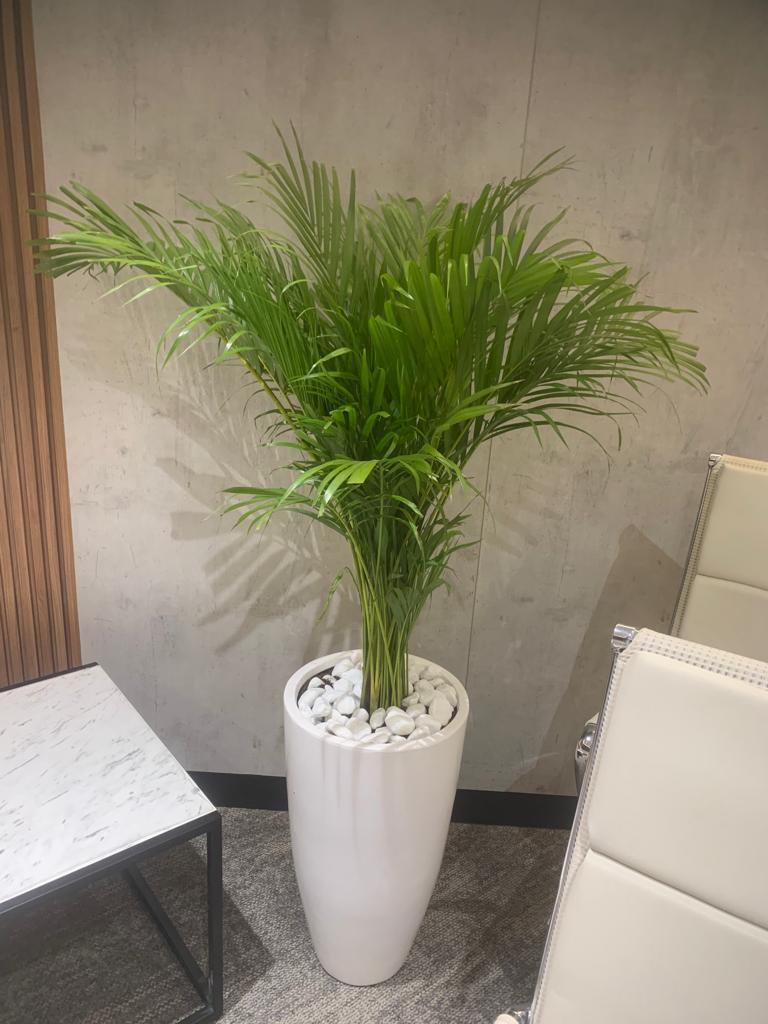 Well Potted Areca Indoor Palm |Ceramic Plants| Office Plants | Home Plants