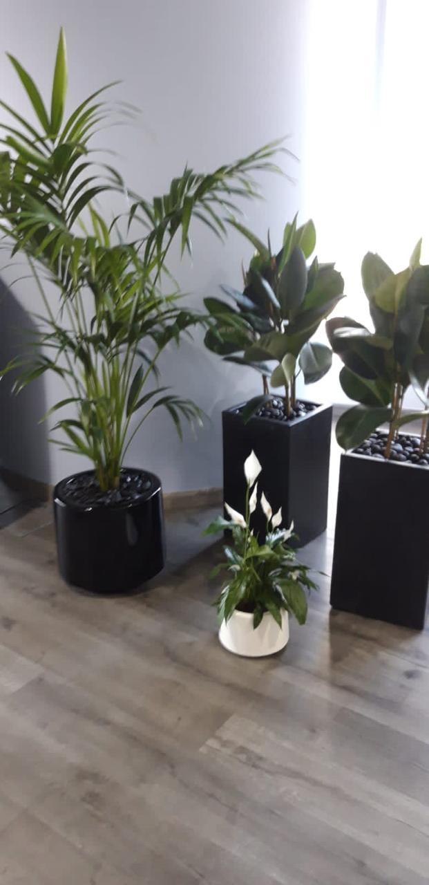 Combo Plants Bundle of 8 Pieces | Indoor Plants |Ceramic Pots Plants| Office Plants | Home Plants