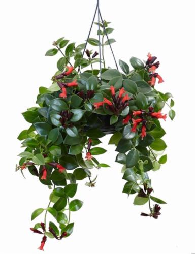 AESCHYNANTHUS OR MONA LISA