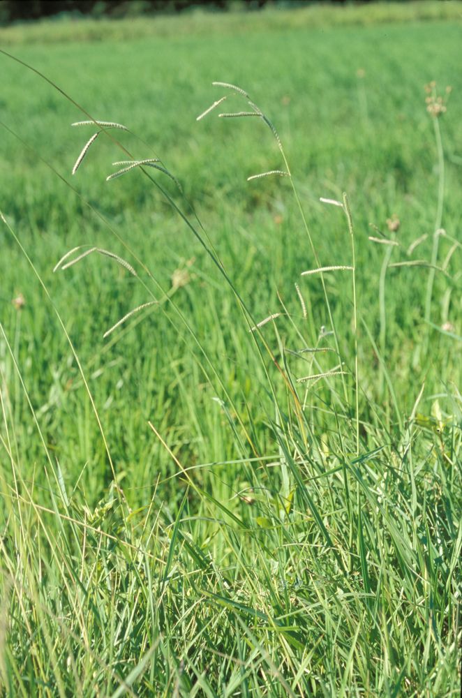 Natural Carpet Paspalum Grass “Paspalium vaginatum”