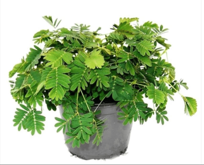 Touch me not, Mimosa Pudica Royal plantscape