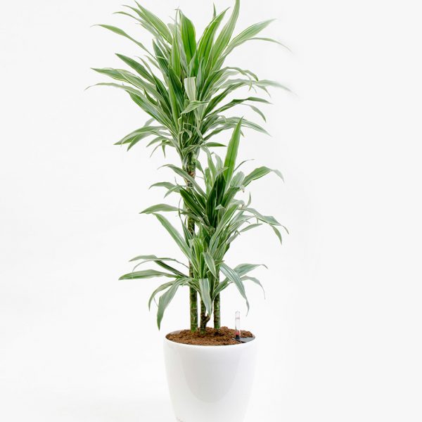 Dracaena fragrans deremensis