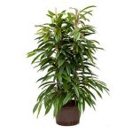 Ficus Amstel King - Ficus Alii Tr