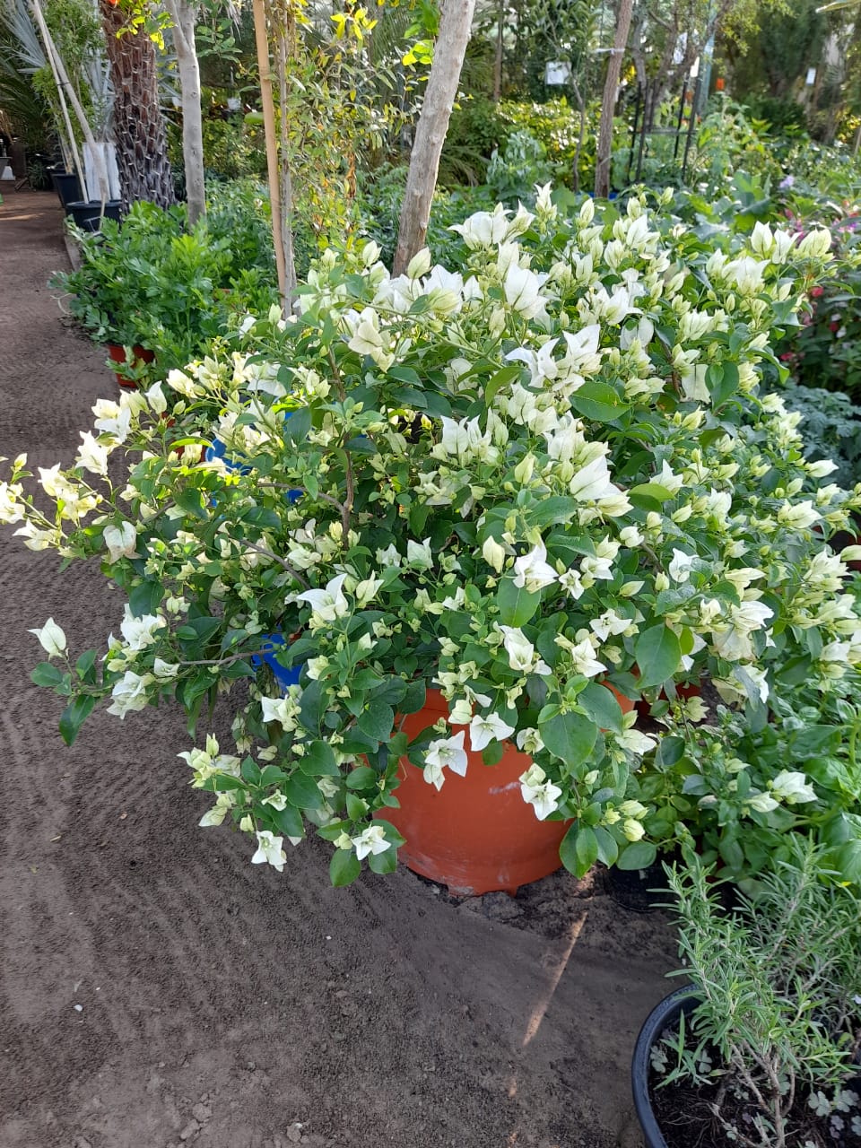 Bogun Vilea white
