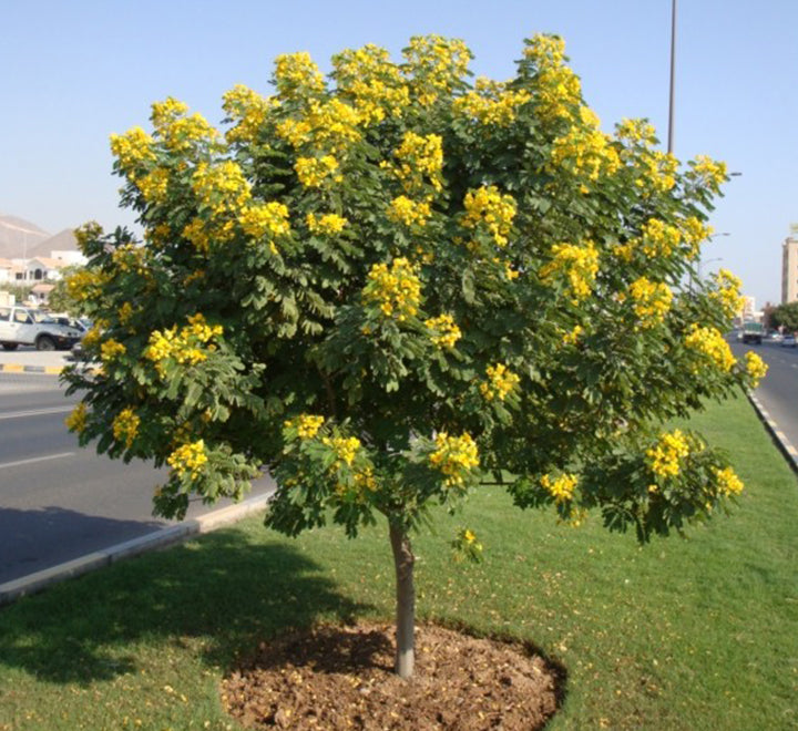 Cassia surattensis “Scrambled Egg Plant”