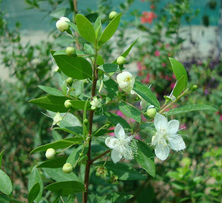 Myrtus communis “Myrtle” 40 – 60cm