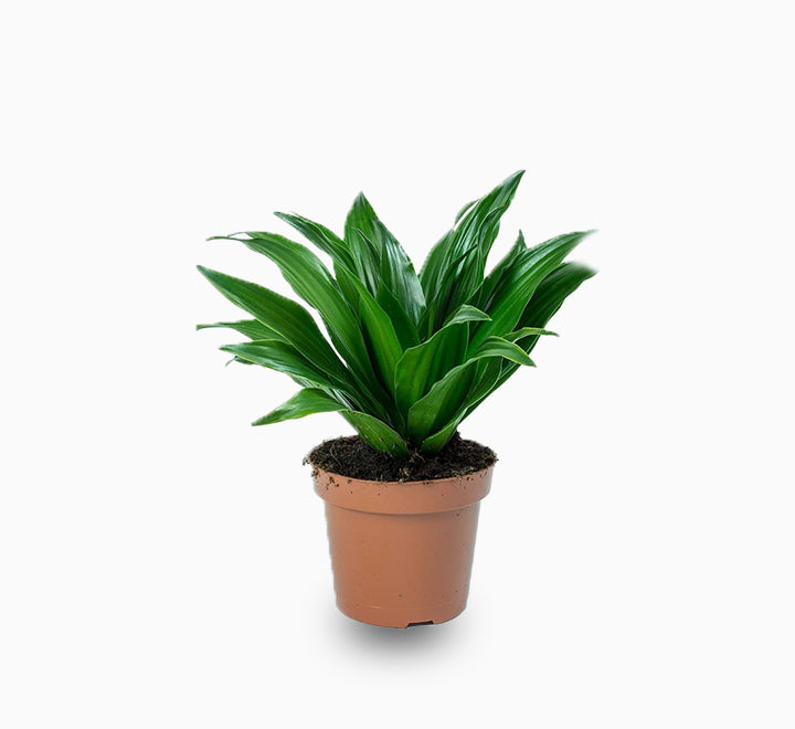Compact with white Fiber pot