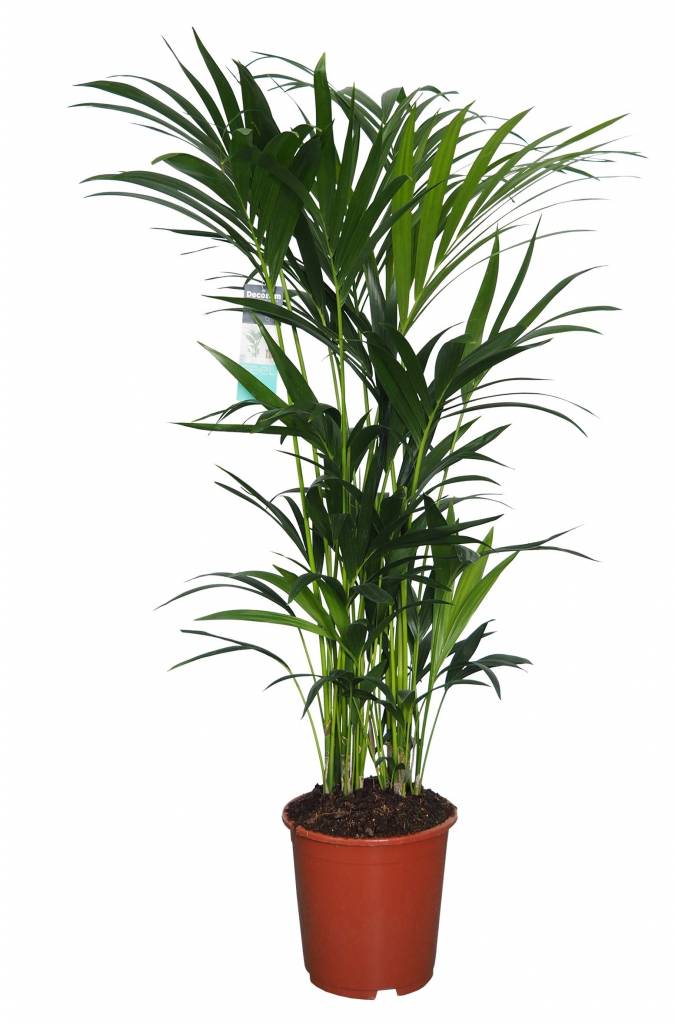 Kentia Palm