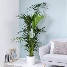 Kentia Palm