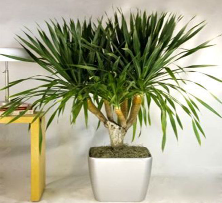 Dracaena draco, Drago or Dragon Tree
