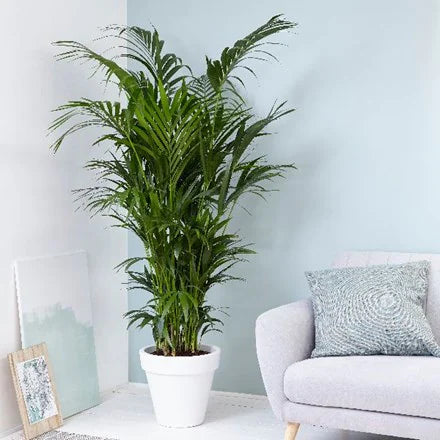 Howea forsteriana kentia palm