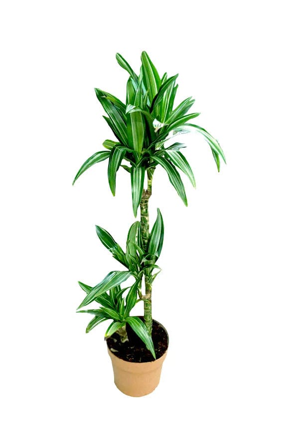 Warneckei Warneckei