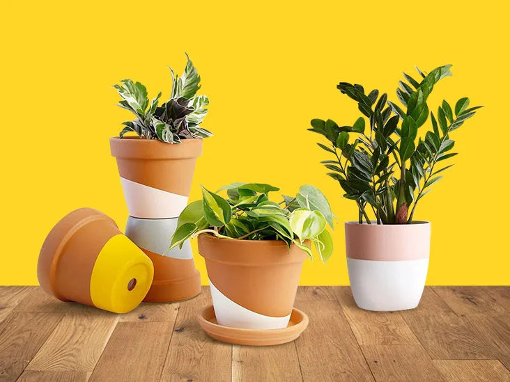 Indoor Plants In Dubai - Delivered in A Double Tap