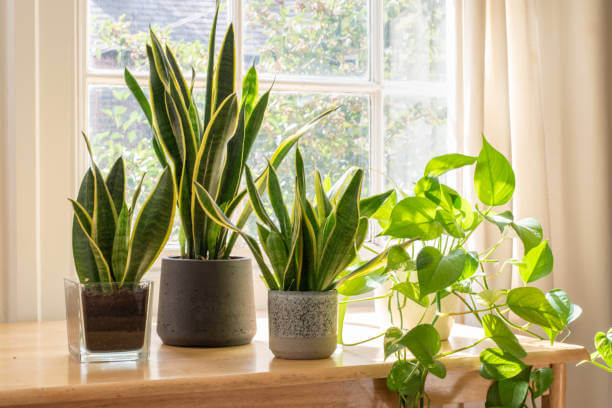 Buy Indoor Plants Dubai: Discover a Greener Way of Living with Plant Scape Dubai