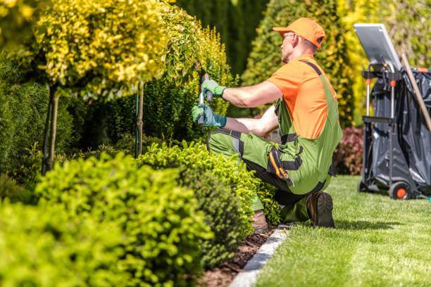 Transform Your Space with Plant Scape Dubai: Interior and Exterior Garden Maintenance