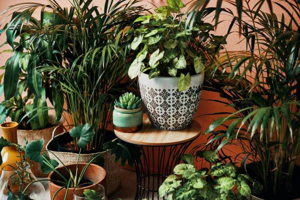 Discover the Best Indoor Plants in Dubai Online with Plant Scape Dubai