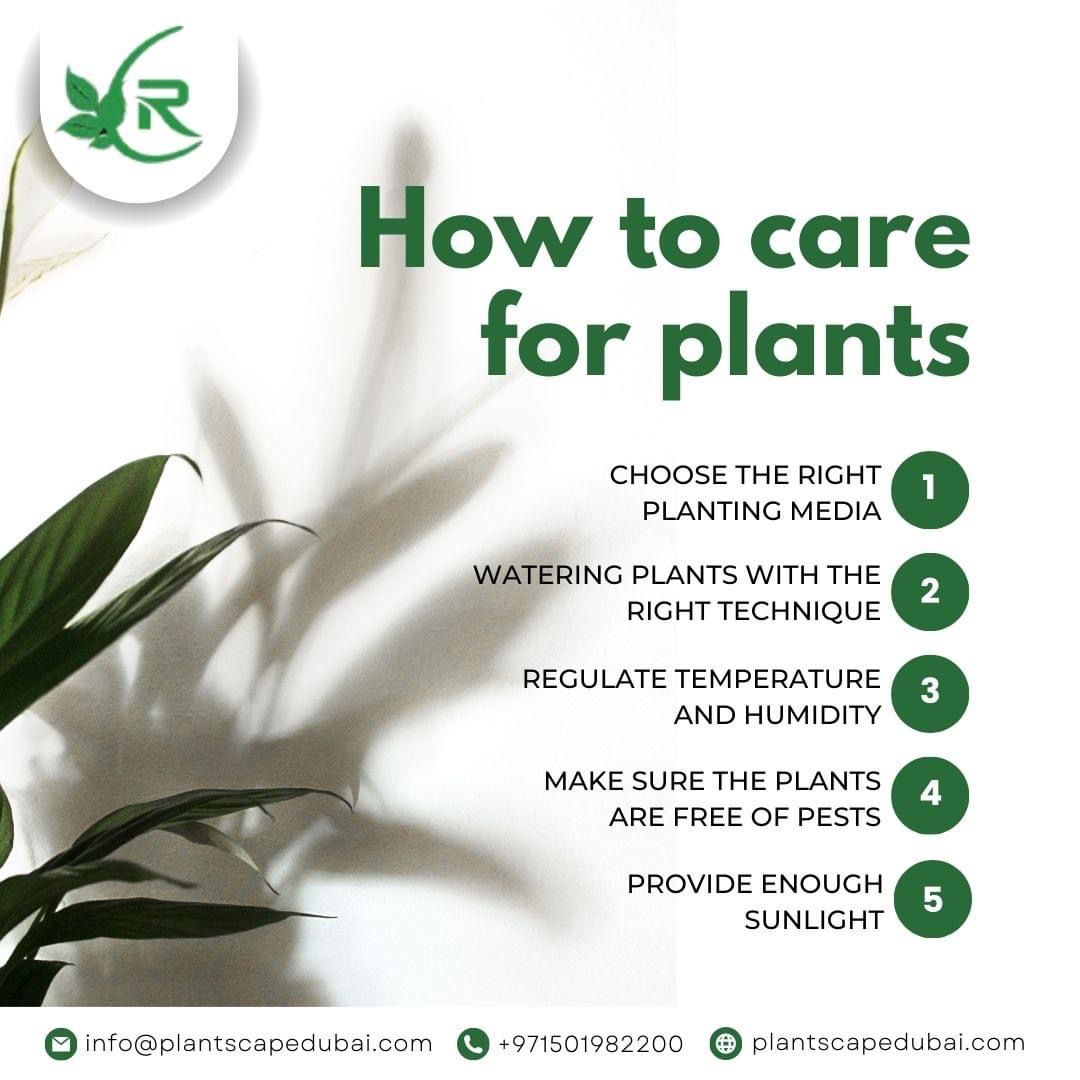About our Indoor Plants Care AMC