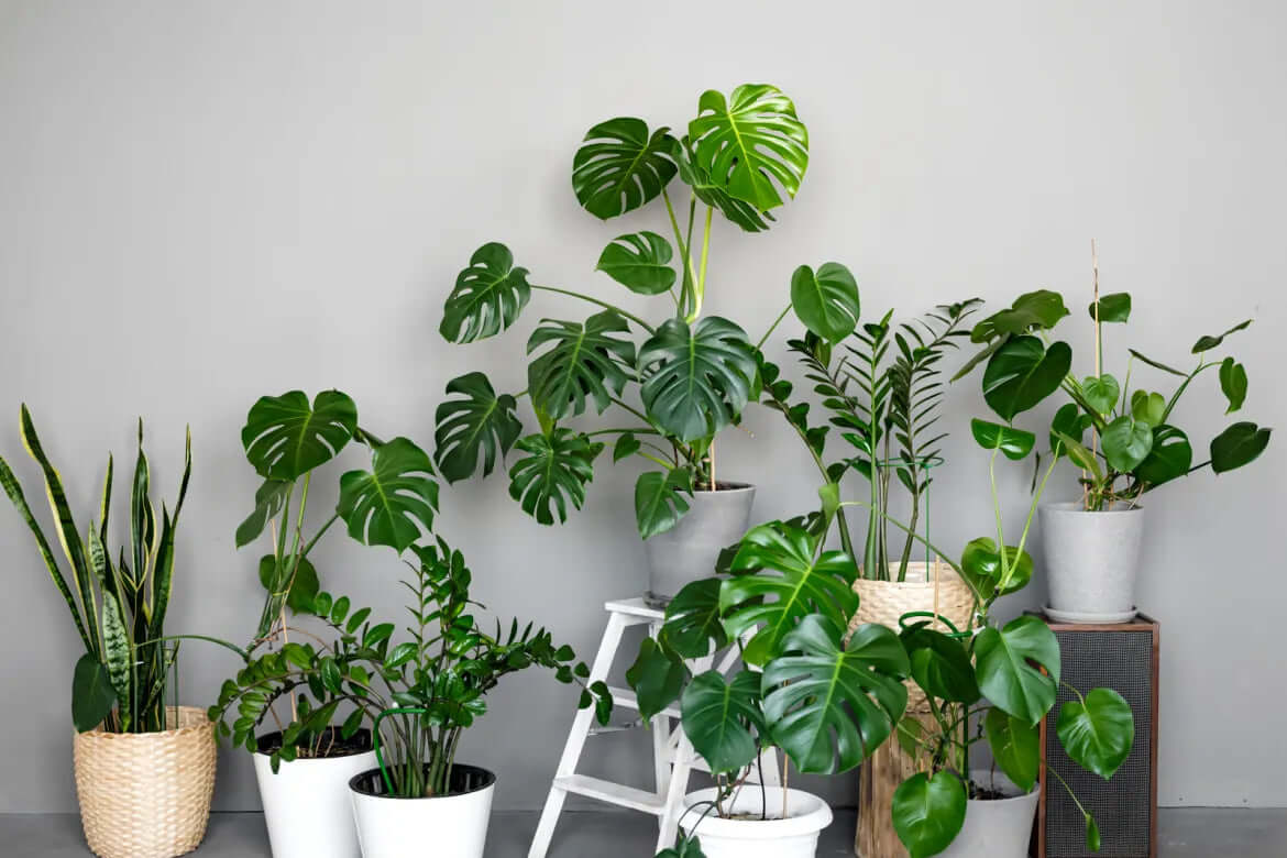 Looking for Indoor Plants in Dubai? Look No Further Than Royal Plantscape!