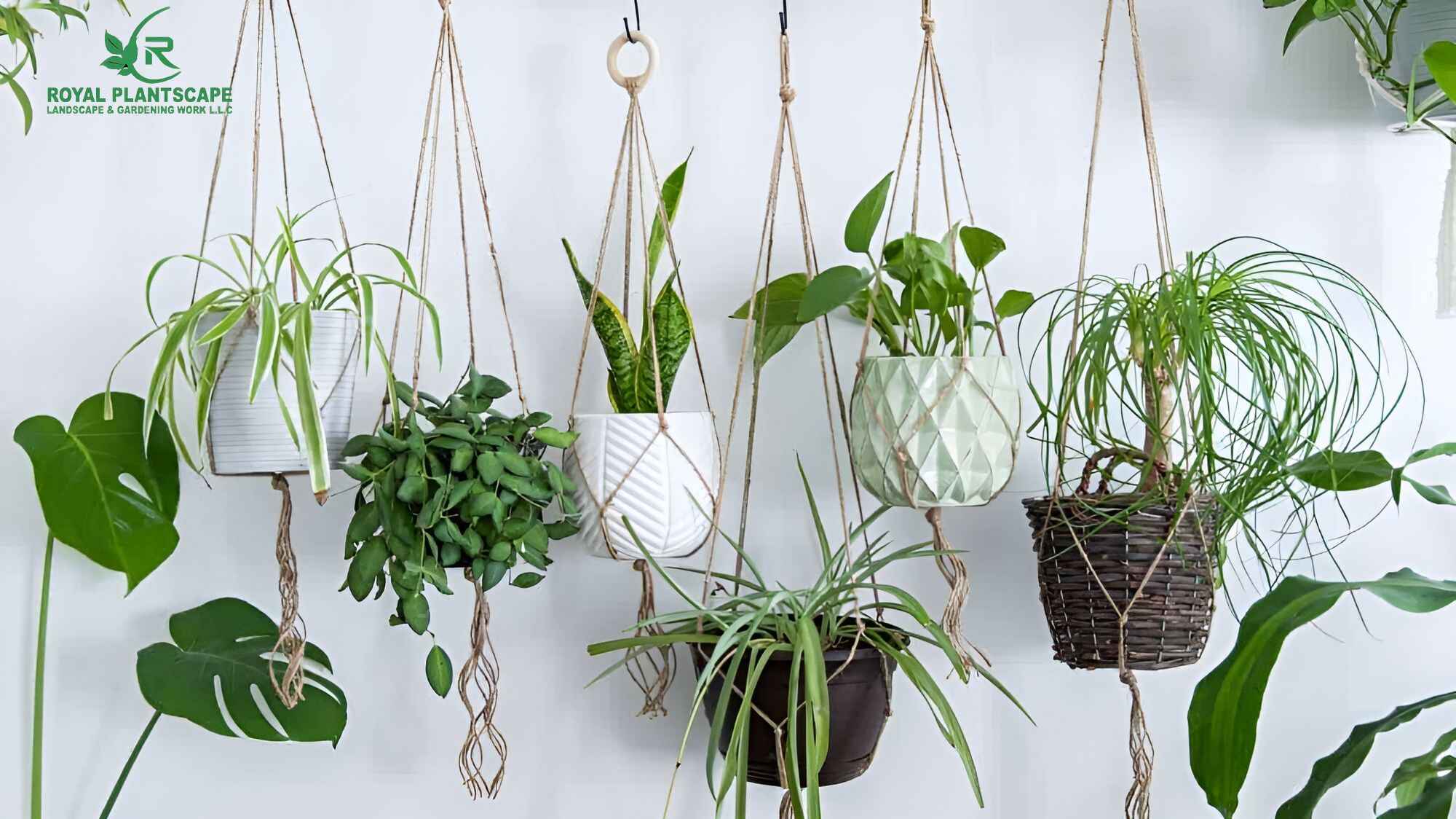 Best hanging plants indoor and Buy indoor hanging plants