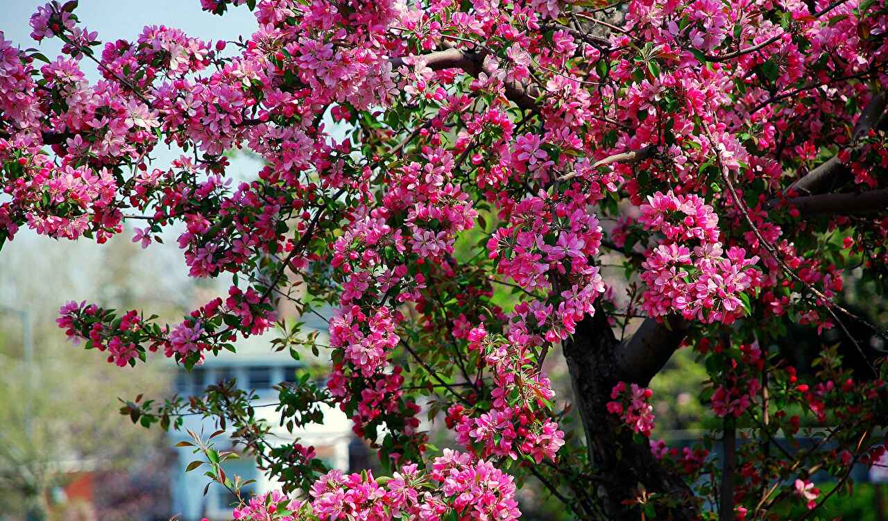 Buy Flowering Trees | Flowering plants in uae