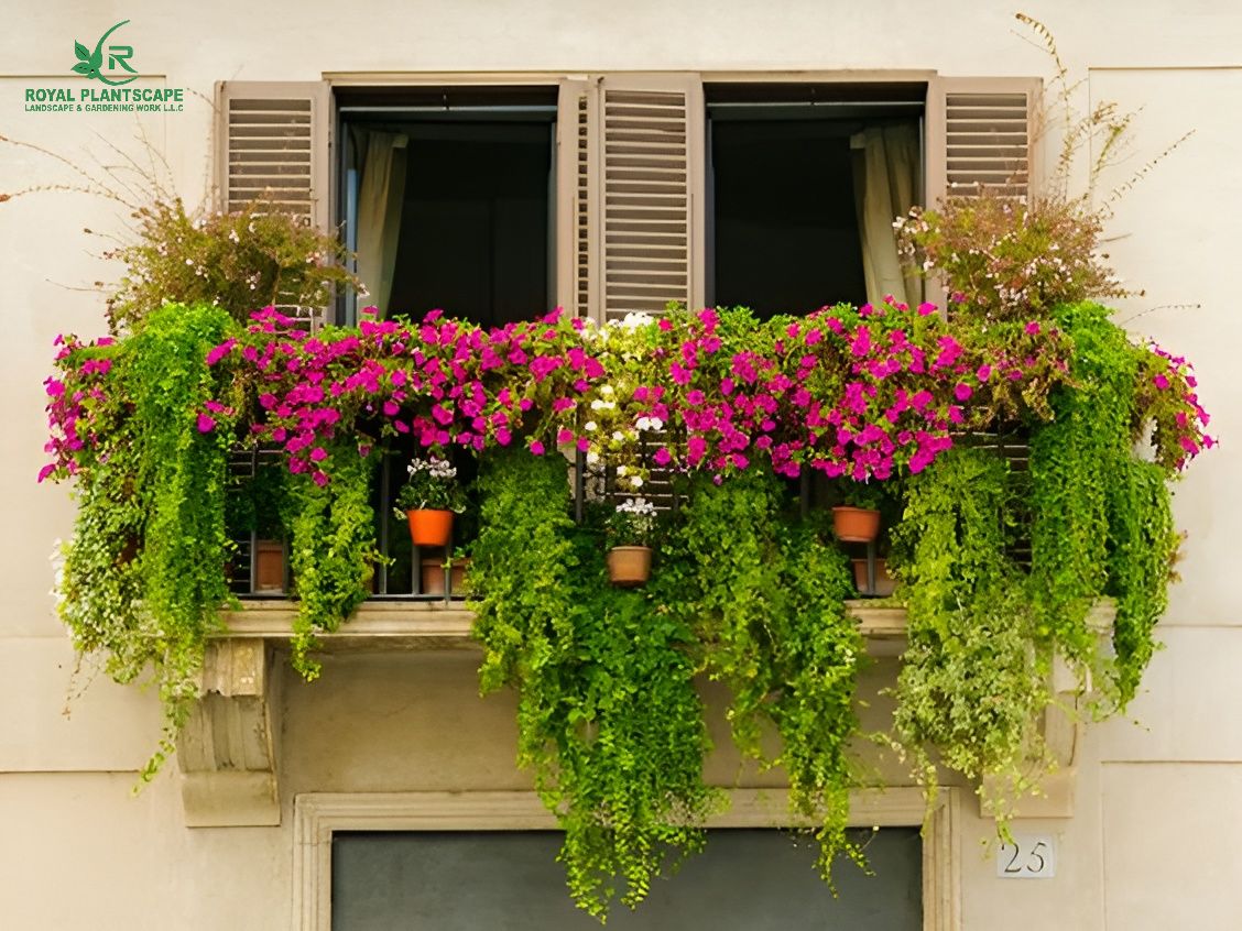Buy Balcony Plants Online | Outdoor Balcony Plants