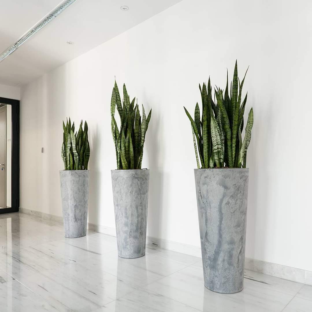Office Tall Plants